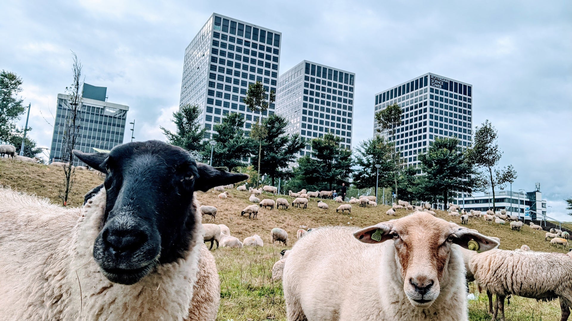 Rotterdam